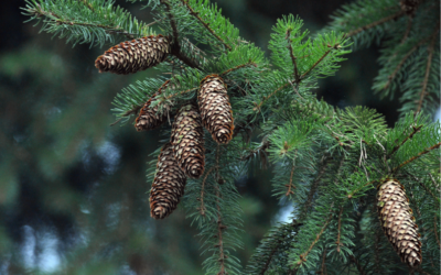 A lucfenyő nem csak decemberben nyerő!