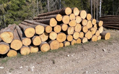 2024-ben is népszerű marad a fa építőanyag?