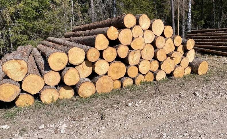 2024-ben is népszerű marad a fa építőanyag?